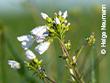 Wiesenschaumkraut auf den Hüttener Flächen.